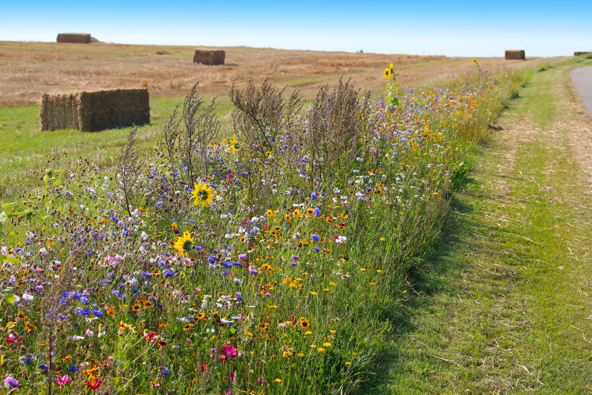 A vibrant wildflower border lines a grassy path, with hay bales scattered in a sunlit field under a clear blue sky.